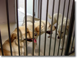 盲導犬