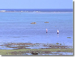 白保2