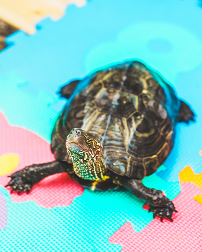カメ