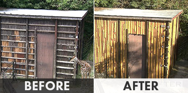 首を長くして花嫁を待つキリン小屋