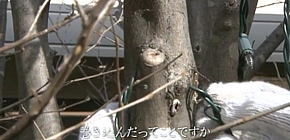 画像：目をそむけてきた庭