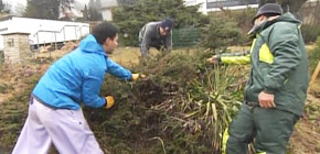 画像：ご近所から注意される庭（解決編）