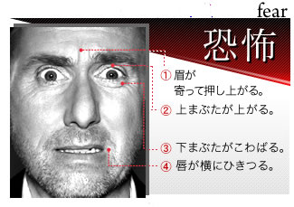 【fear 恐怖】1）眉が寄って押し上がる。2）上まぶたが上がる。3）下まぶたがこわばる。4）唇が横にひきつる。