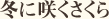 冬に咲くさくら