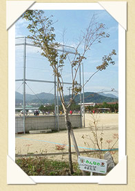 写真(生長の歩み03)