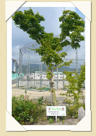 写真(生長の歩み01)