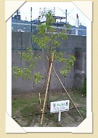 写真(生長の歩み02)