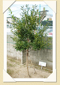 写真(生長の歩み03)