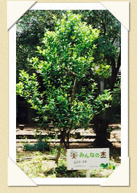 写真(生長の歩み02)
