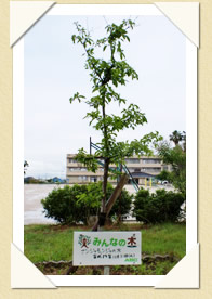写真(生長の歩み03)