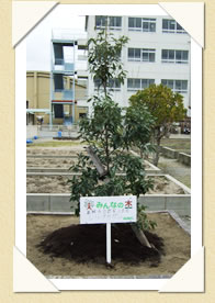 写真(生長の歩み01)