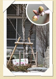 写真(生長の歩み02)