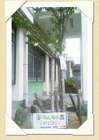 写真(生長の歩み03)