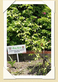 写真(生長の歩み02)