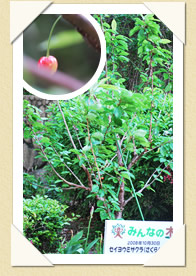 写真(生長の歩み02)