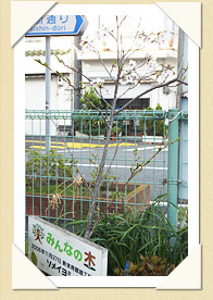 写真(生長の歩み02)