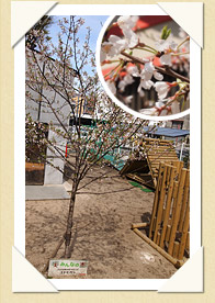写真(生長の歩み02)