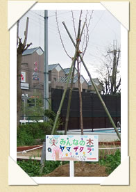 写真(生長の歩み01)