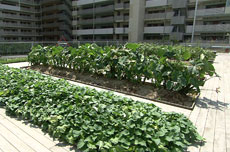 屋上庭園内の菜園