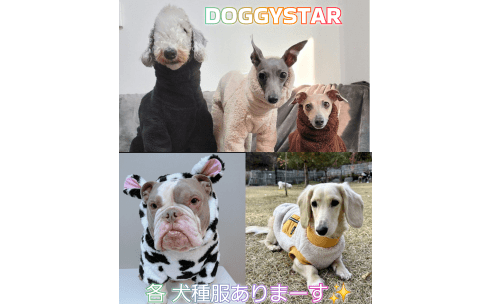 DOGGY STAR