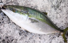 生中継イメージ