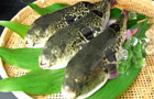 生中継イメージ