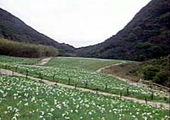 立川水仙郷