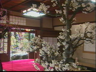 盆　梅