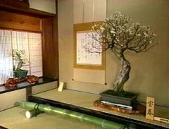 盆梅展