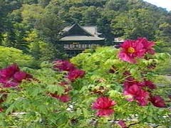 桜井・長谷寺・牡丹