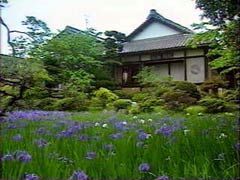 近江八幡・金台寺・かきつばた