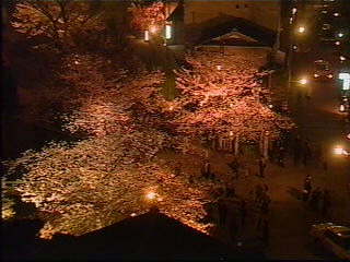 祇園白川の夜桜