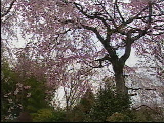 佐野藤右衛門桜