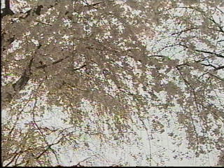 枝垂桜