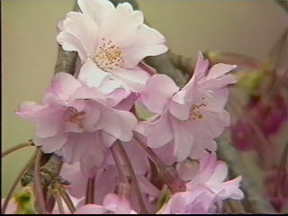紅枝垂桜