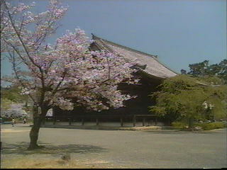 本堂と桜