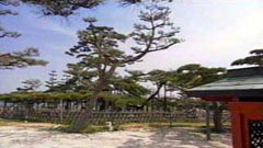 唐崎の松(唐崎神社)