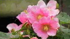 芙蓉