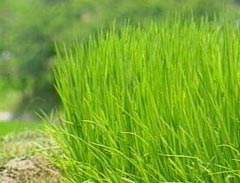 山田錦