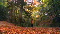 春日山原始林