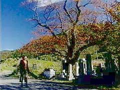 清水の桜