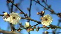 梅