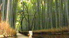 竹林