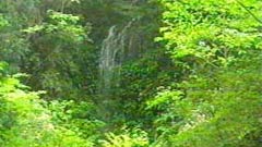 縋藤滝