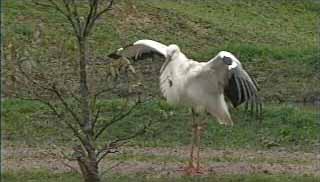 コウノトリ