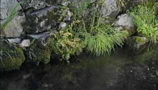 居醒の清水