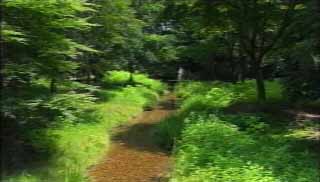 奈良の小川