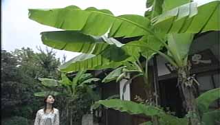 芭蕉の木