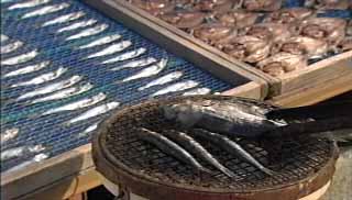 魚武