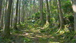 大雲取越え